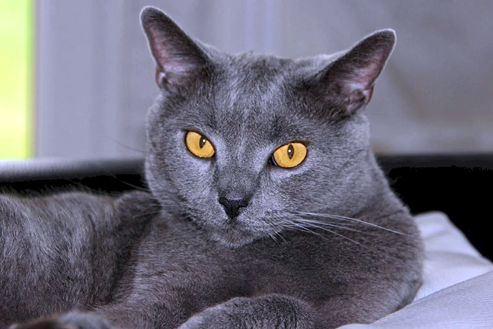 Russisch Blau Katze