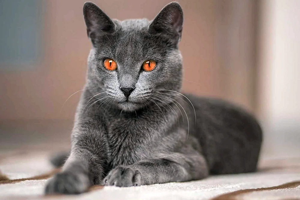 Russische Blaue Katze