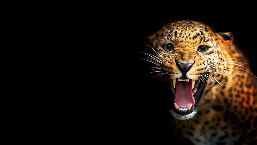 Jaguar-Gemälde 55x105 cm