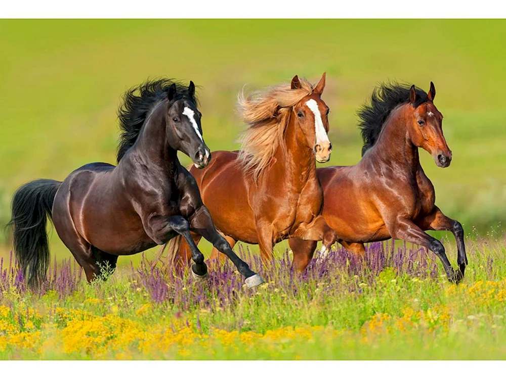 Weißes Pferd