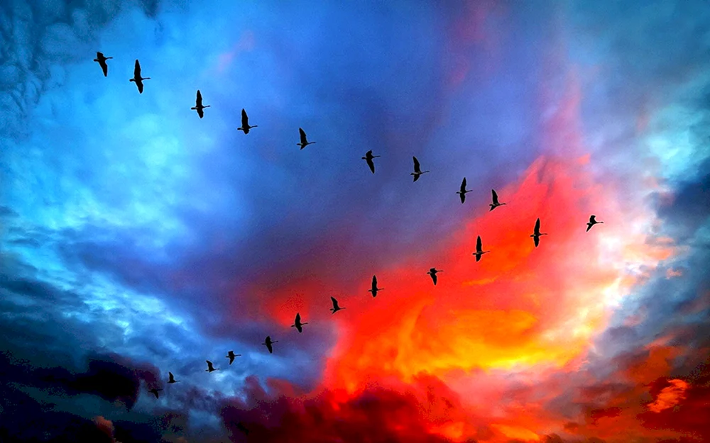 Vögel fliegend am Himmel Vogel im Flug