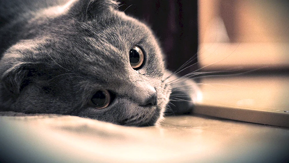 Katze langweilt sich