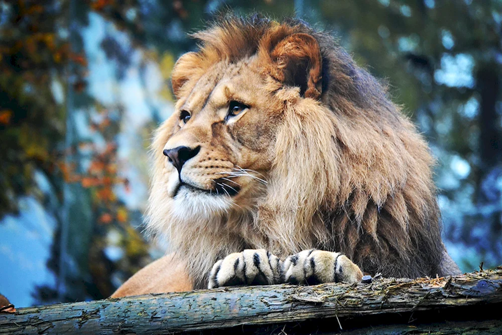 Schwarzgesichtiger Löwe