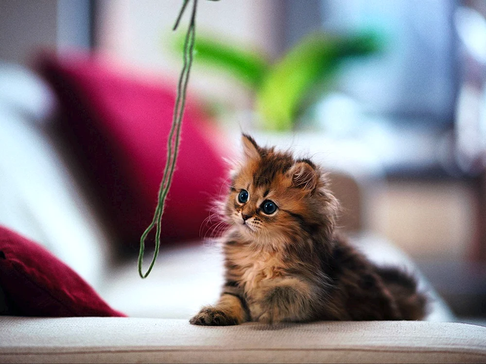 Süße Katzen