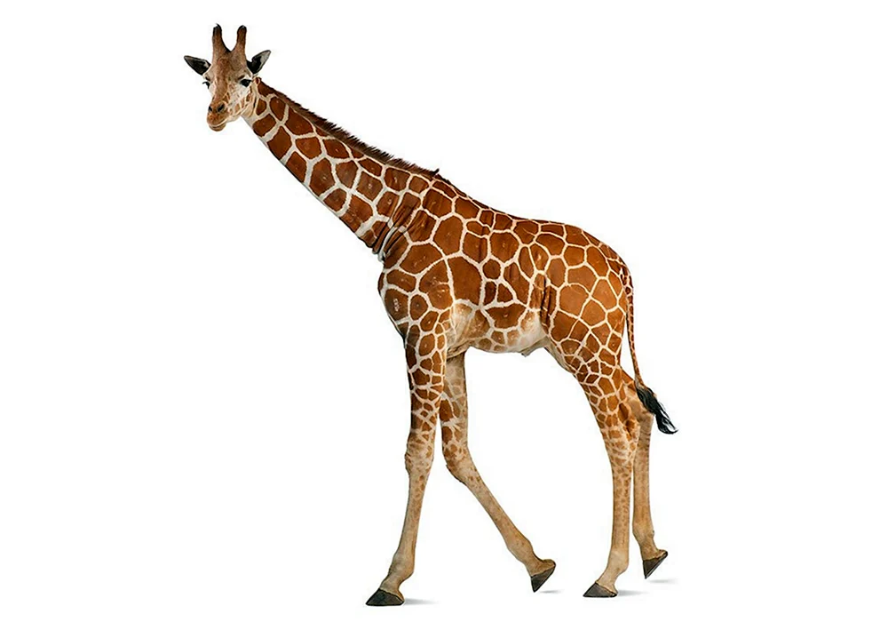 Giraffe auf einem weißen Hintergrund