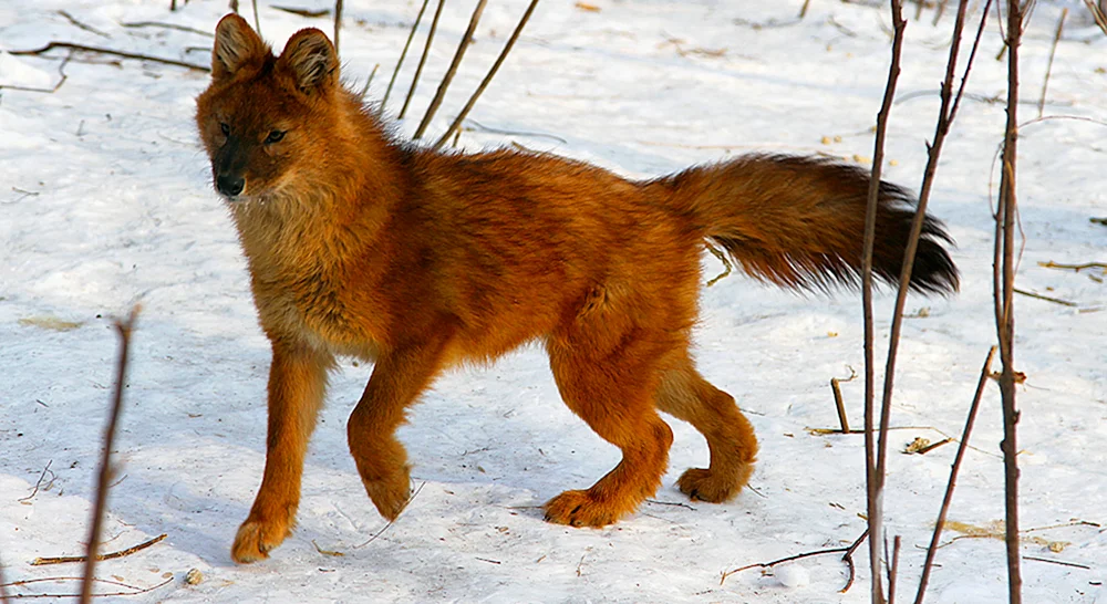 Rotwolf