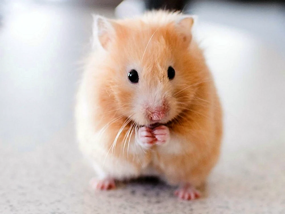 Katya Hamster