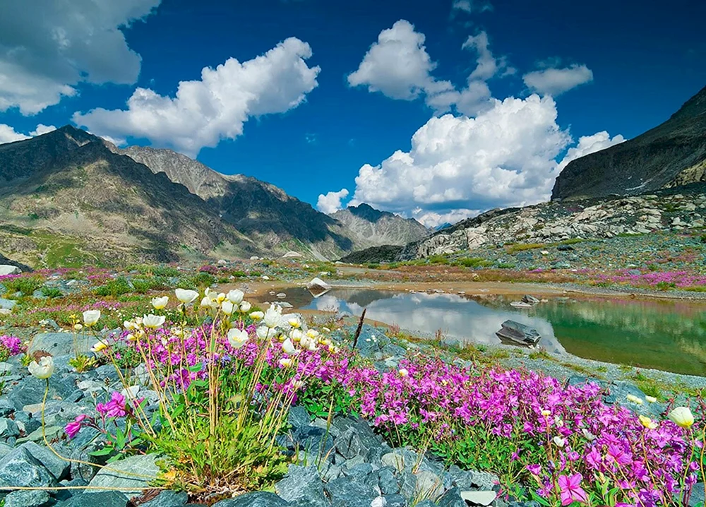Altai
