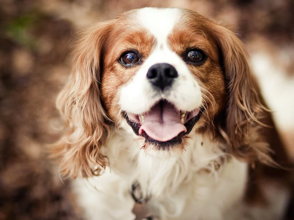 Schwarzer Royal Dog