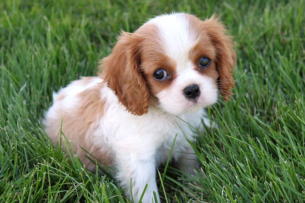 Cavalier King Charles spaniel