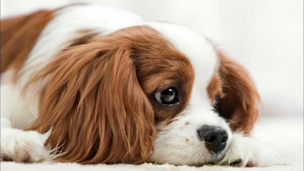 Basset hound