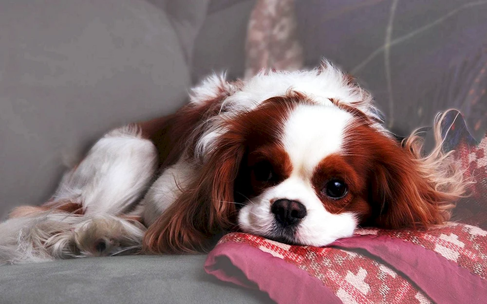 King Charles Spaniel