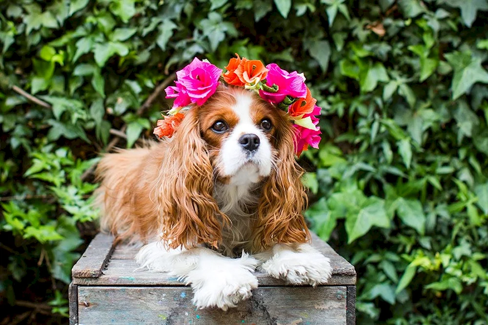 Cavalier King Charles Spaniel
