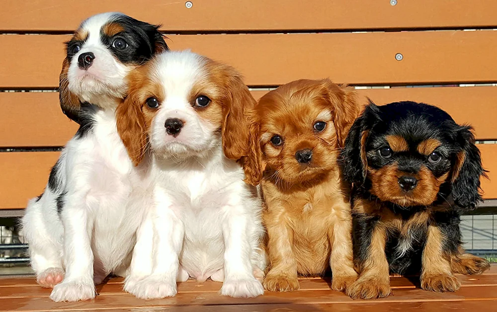 Cavalier King Charles spaniel