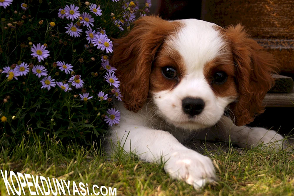 King Charles Spaniel