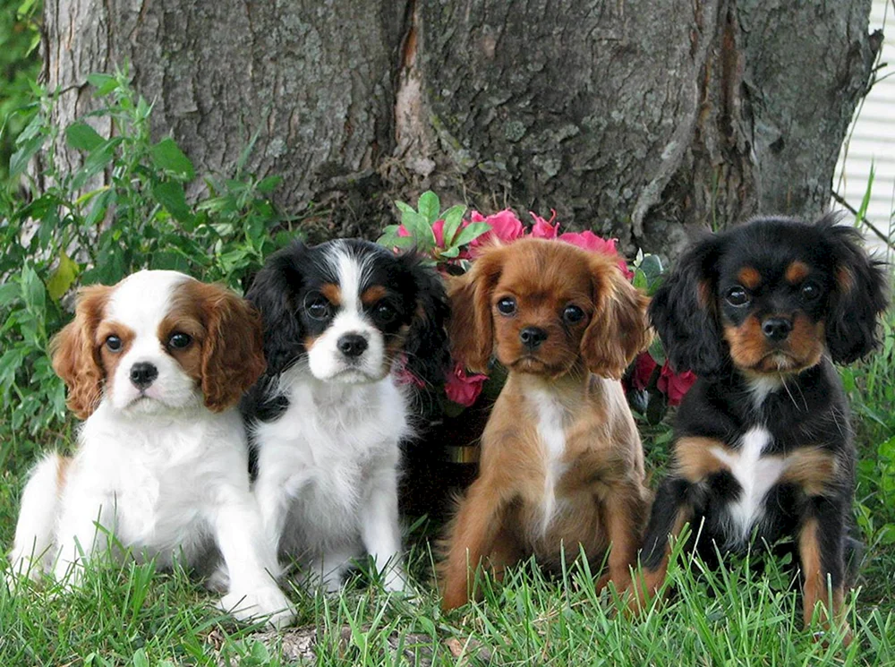 Viele Hunde