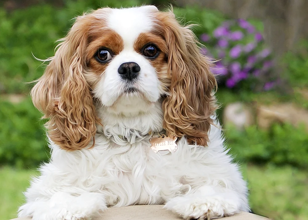 Bigel spaniel