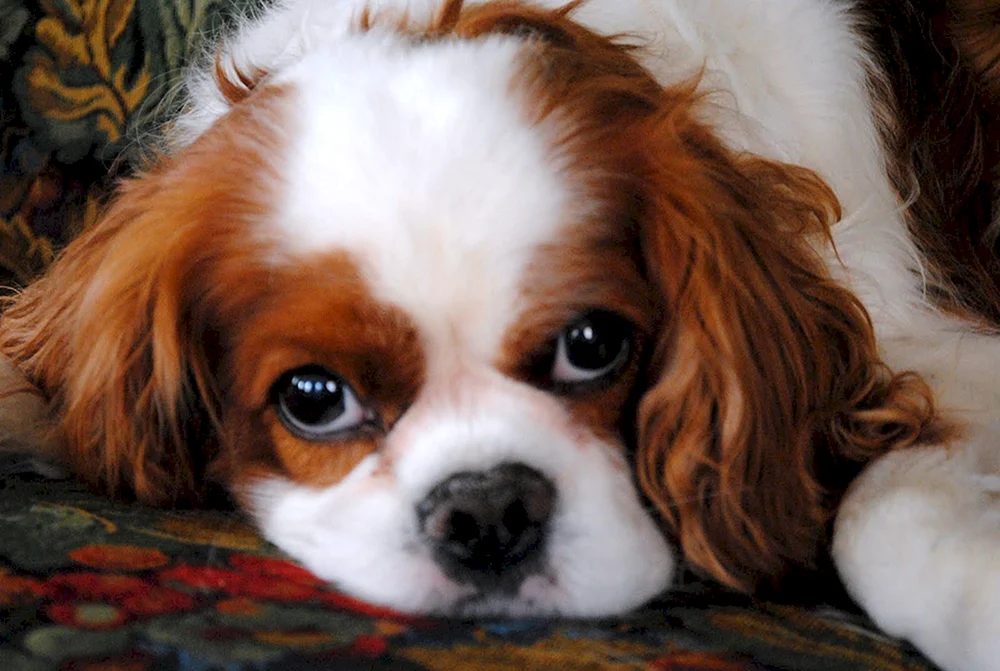 Cavalier King Charles Spaniel Ohren