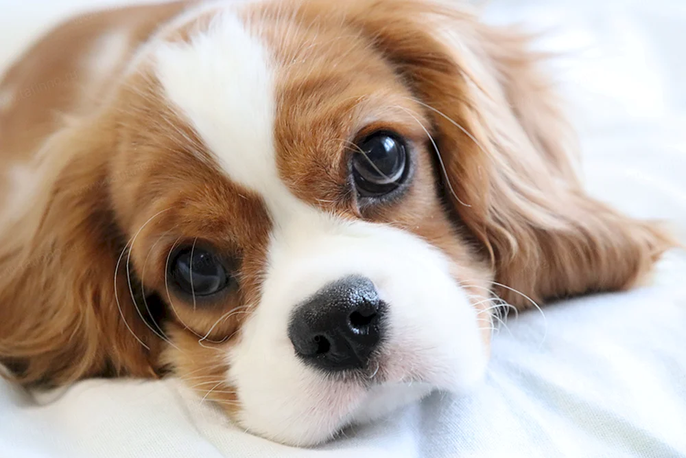 Cavalier- King Charles Spaniel Zwinger