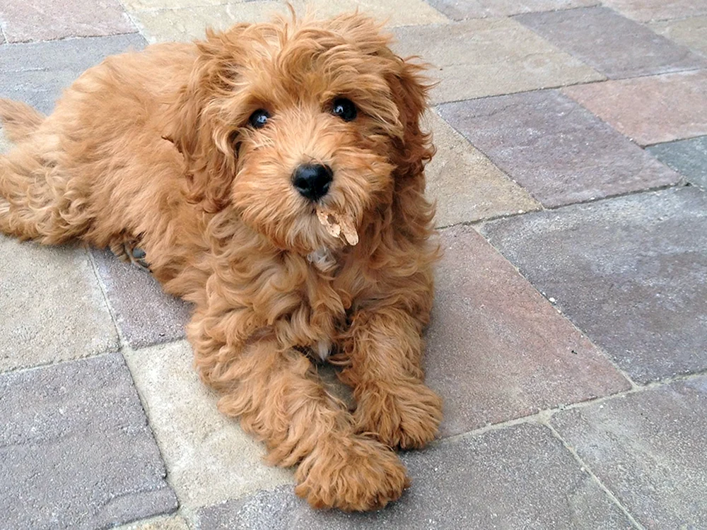 Cavapoo und Maltipoo