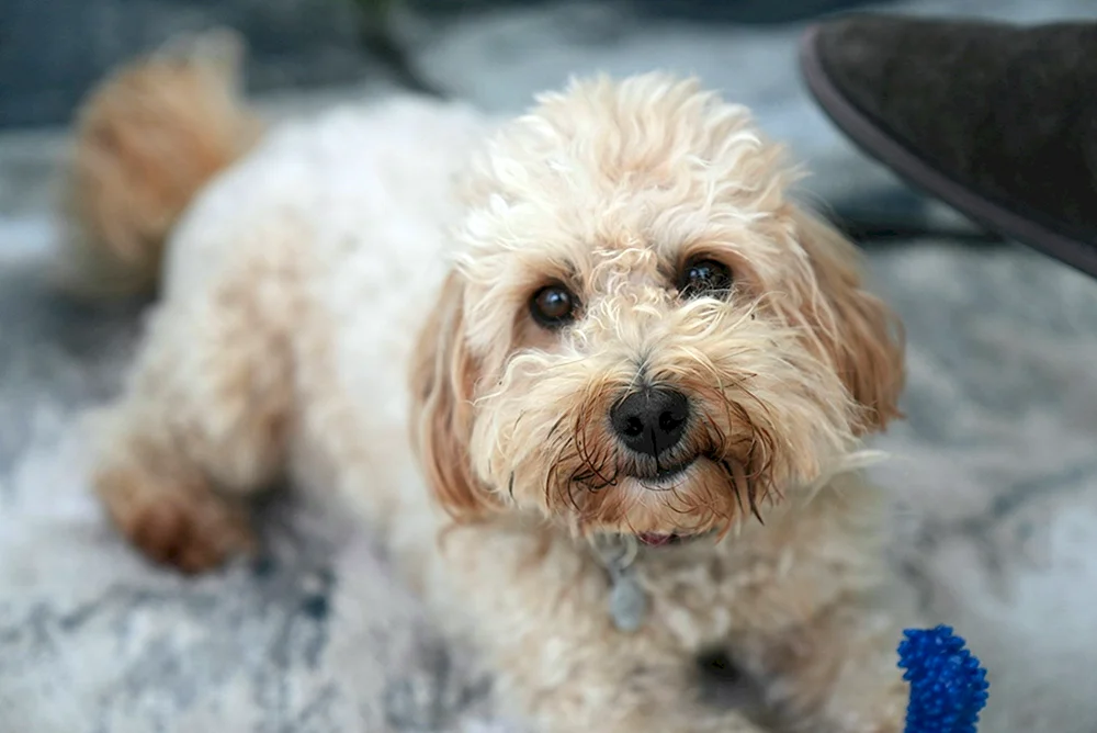 Maltipoo