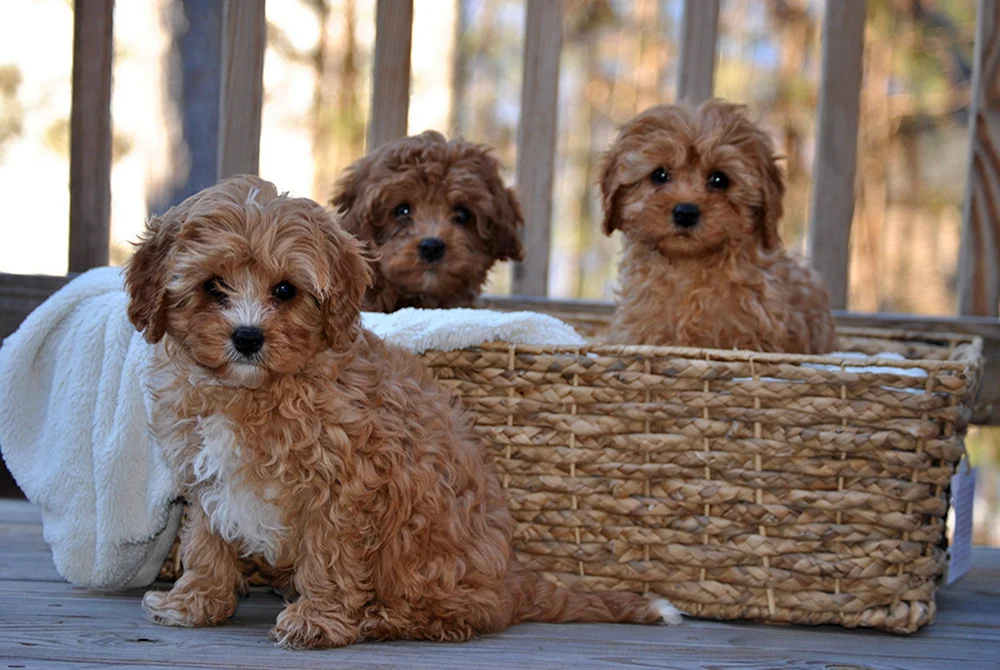 Kawapu und Maltipoo