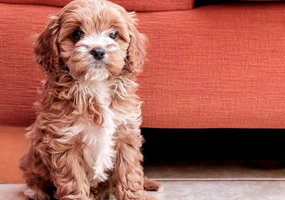 Bolonka maltipoo