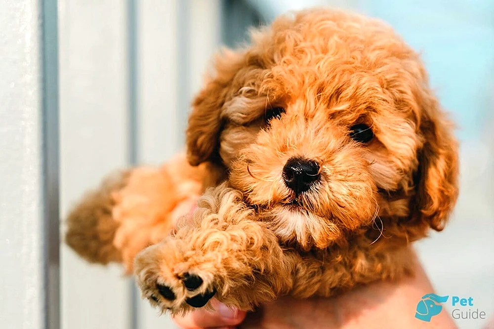 Maltipoo Hund
