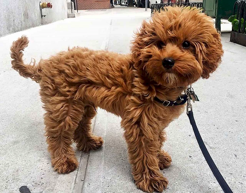 Cavapoo Rasse