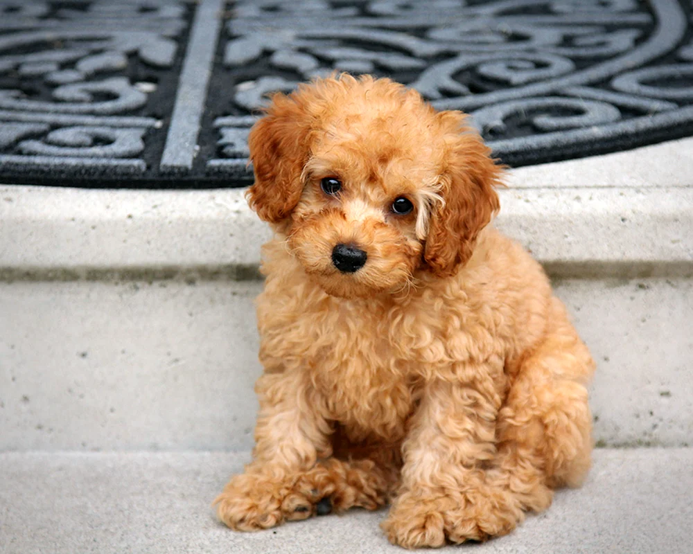 Kawashon Spaniel