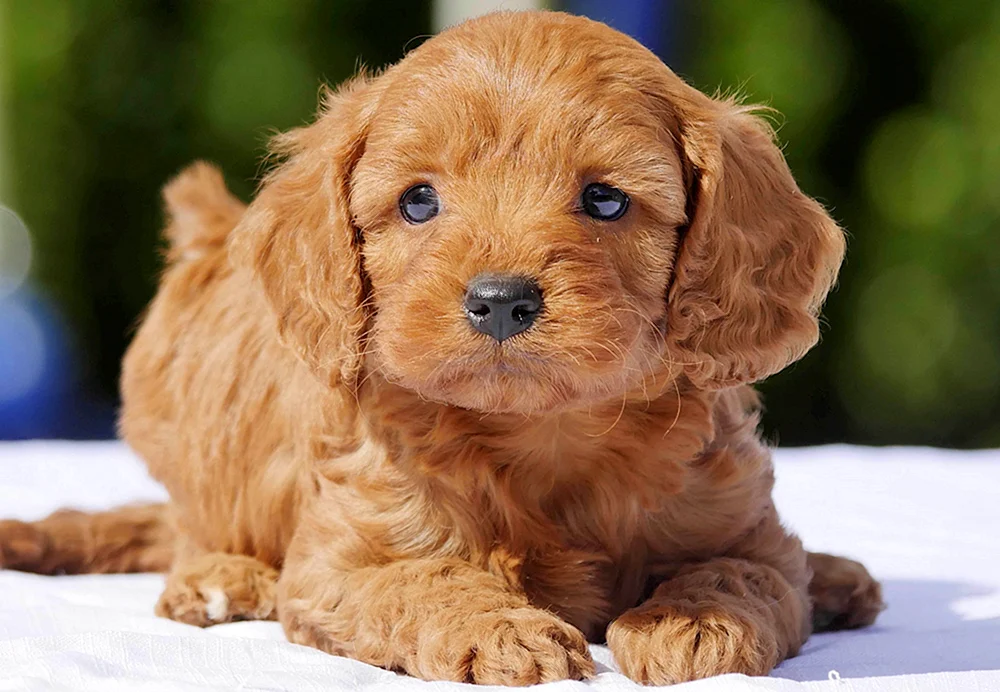 Cavapoo und Maltipoo Hund