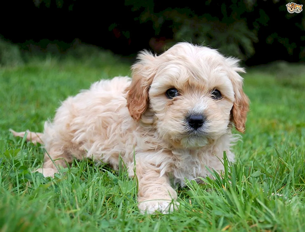 Kawapu und Maltipoo