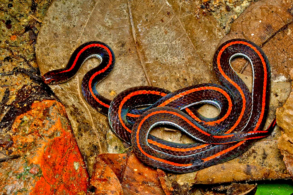 Maize-Streifenviper