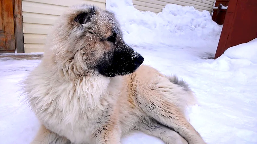 Kaukasischer und Mittelasiatischer Schäferhund
