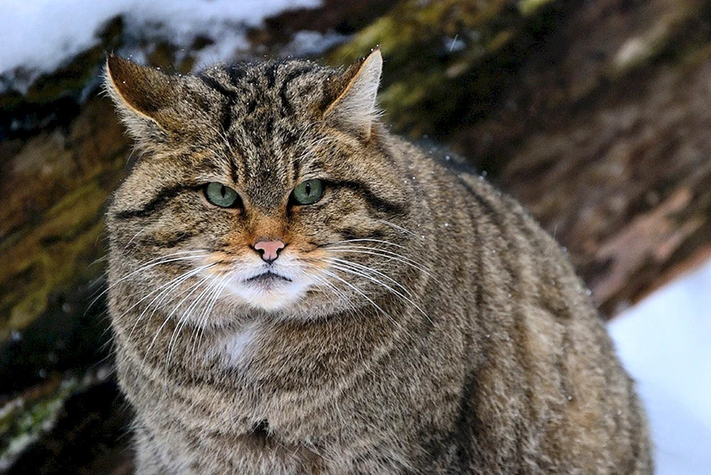 Rotluchs