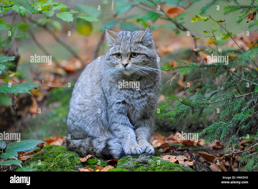 Europäische Waldkatze Felis Silvestris Schilfkatze