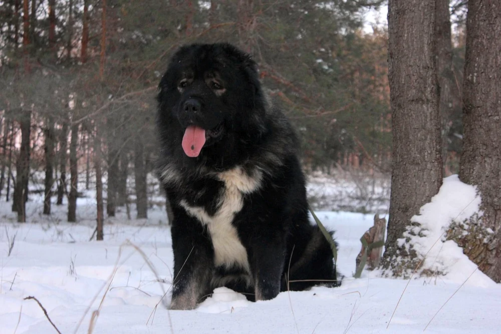 Schwarze Wolfshunde alabai alabai