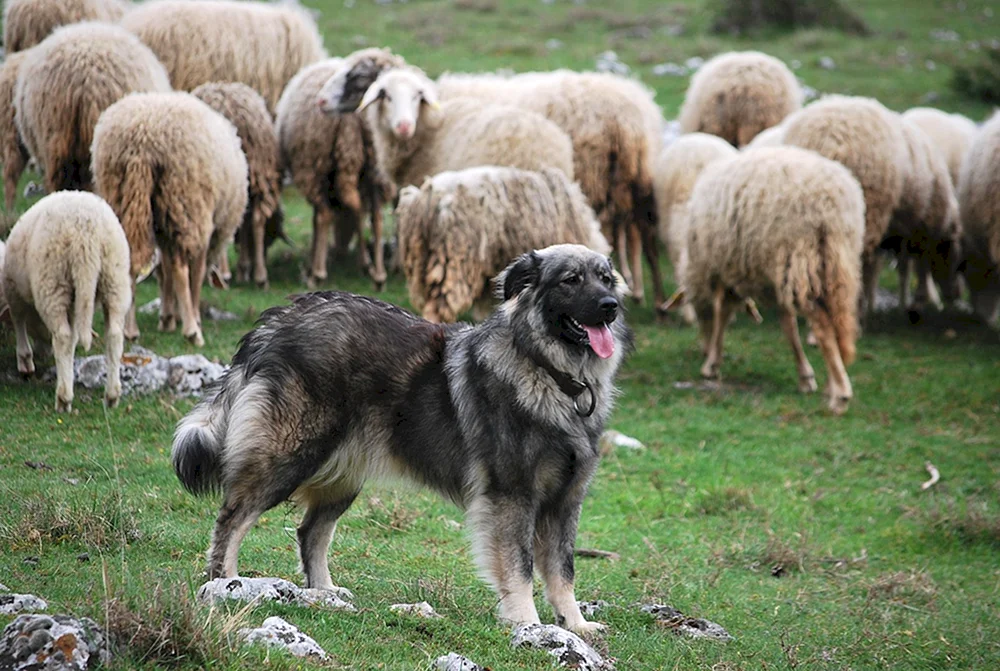 Kaukasischer Schäferhund