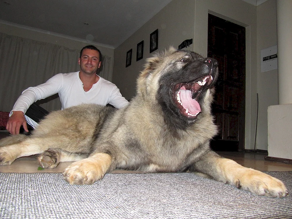 Hundekampf Wolfshund und Alabai
