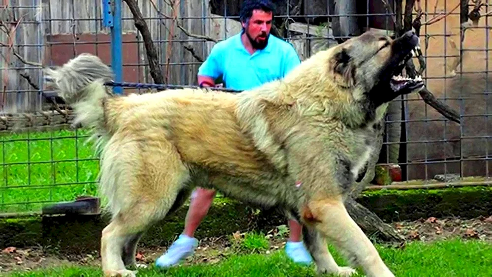Kaukasischer Hirtenhund Wolfshund