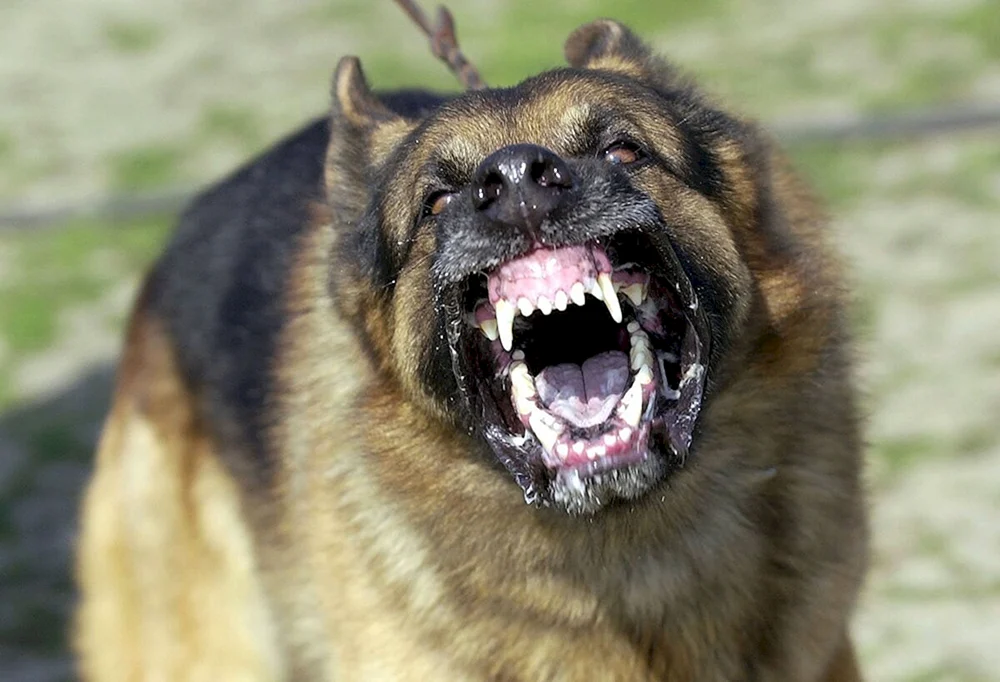 Kaukasischer Schäferhund wütend