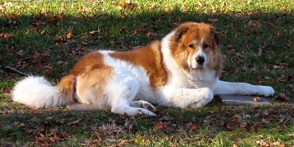 Kaukasischer Hütehund rot