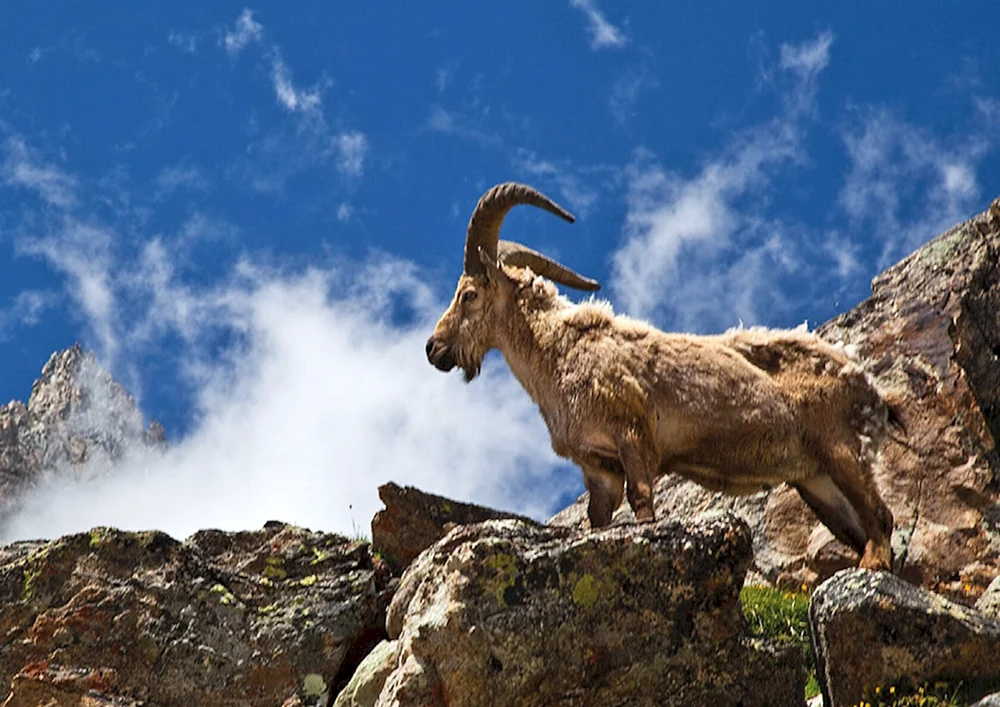 Gaur gaial
