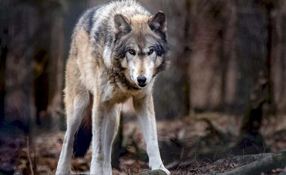 Kaukasischer Wolf