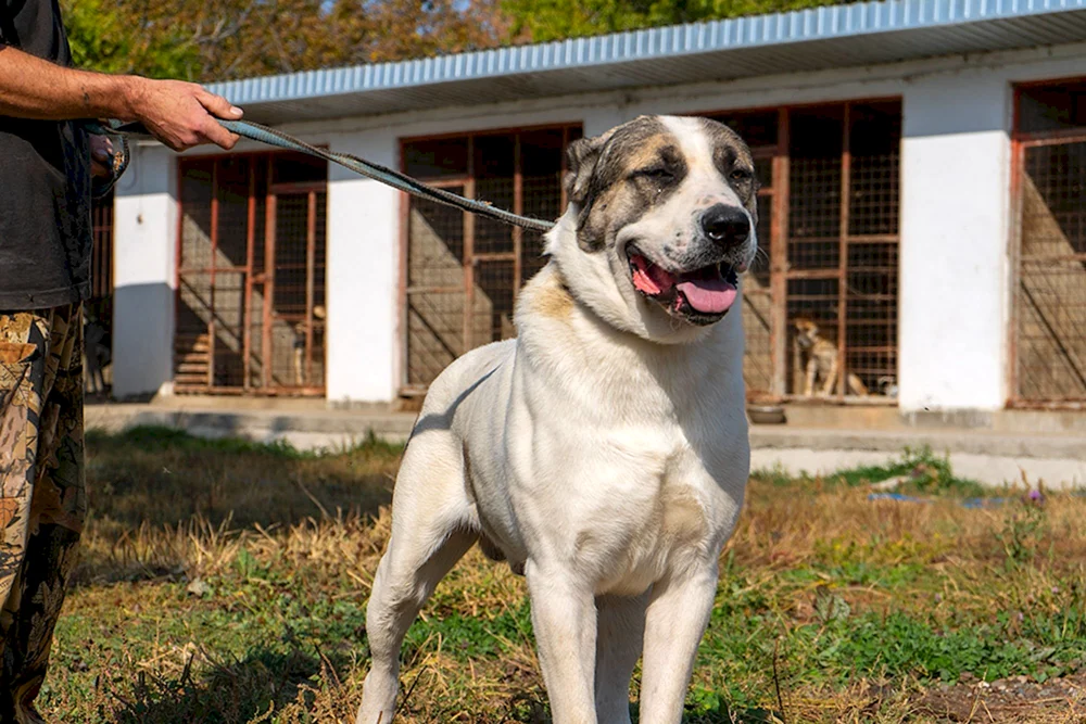 Kaukasischer Wolfshund