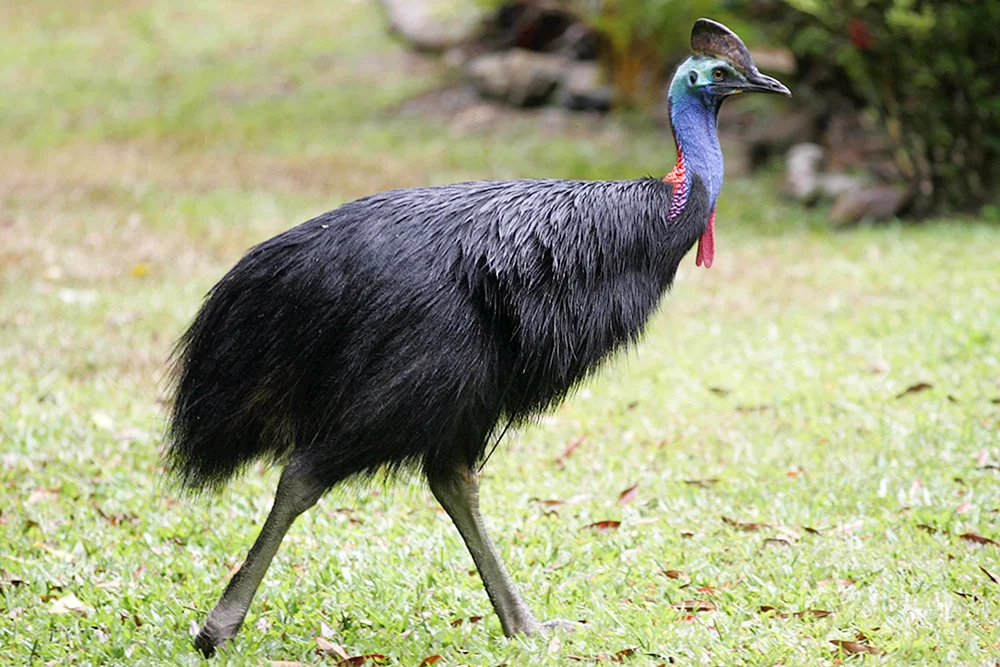 Der Leierschwanz in Australien