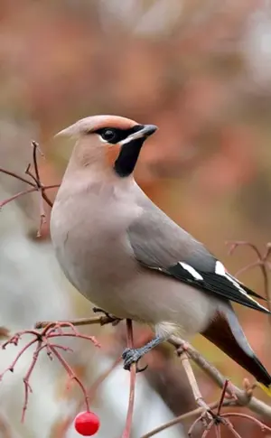 Köcherfliege, Gemeiner Pfeifer