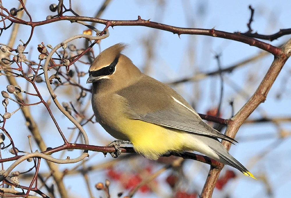 Schopfgimpel Bombycilla garrulus