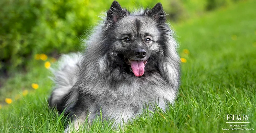 Spitz Merle