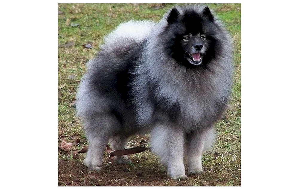 Welsh Spitz